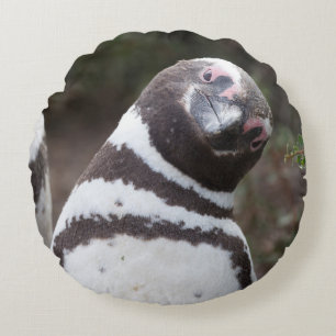 Magellanic Pinguin-Porträt Rundes Kissen