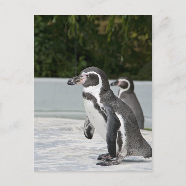 Magellanic Pinguin Postkarte (Vorderseite)