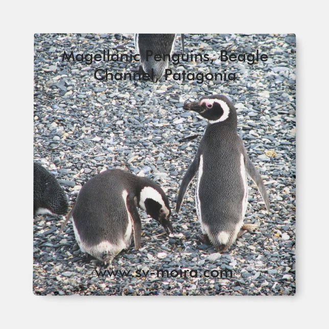 Magellanische Pinguine, Beagle Channel, Patagonien Magnet (Vorne)
