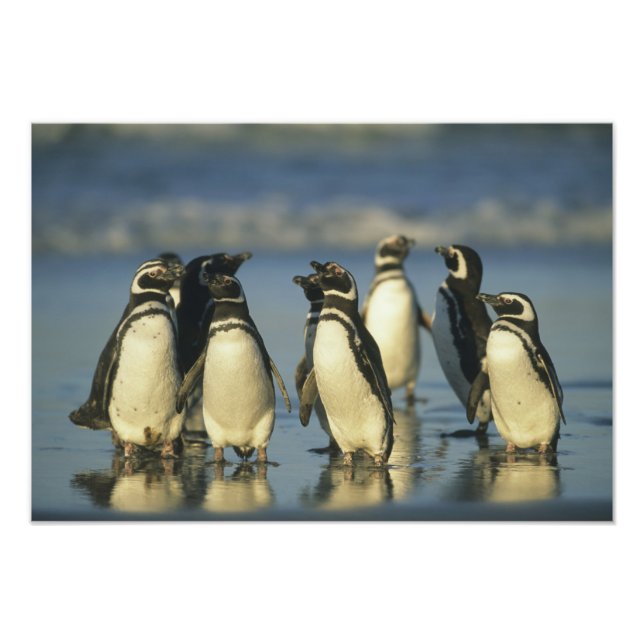 Magellanische Pinguine, Spheniskus Fotodruck (Vorne)