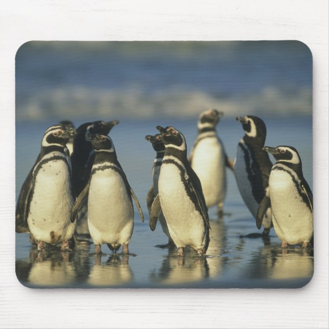 Magellanische Pinguine, Spheniskus Mousepad (Vorne)
