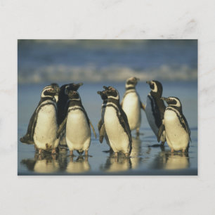 Magellanische Pinguine, Spheniskus Postkarte