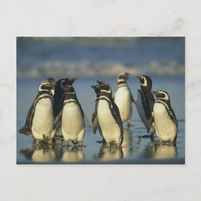 Magellanische Pinguine, Spheniskus Postkarte (Vorderseite)