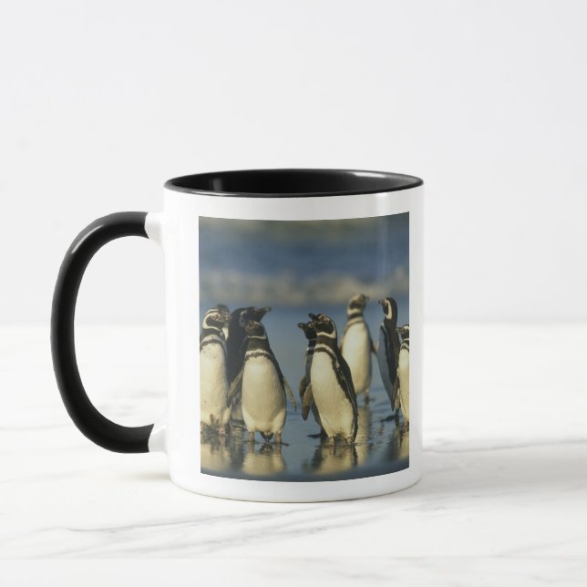Magellanische Pinguine, Spheniskus Tasse (Links)