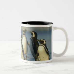 Magellanische Pinguine, Spheniskus Zweifarbige Tasse
