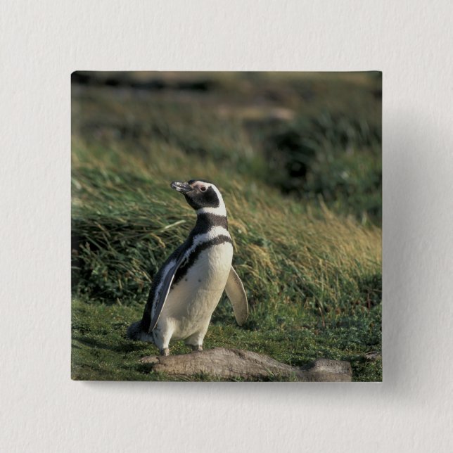 Magellanischer Penguin (Spheniscus magellanicus), Button (Vorderseite)
