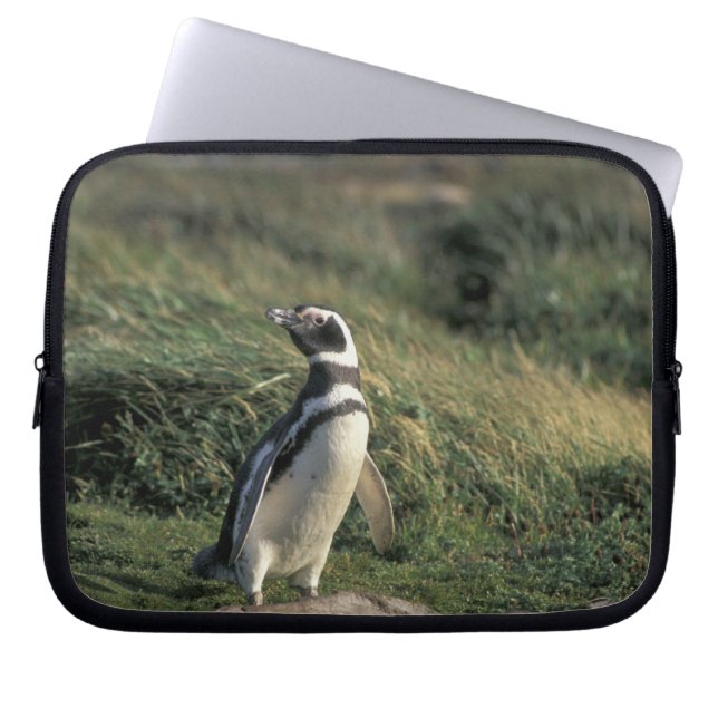 Magellanischer Penguin (Spheniscus magellanicus), Laptopschutzhülle (Vorderseite)