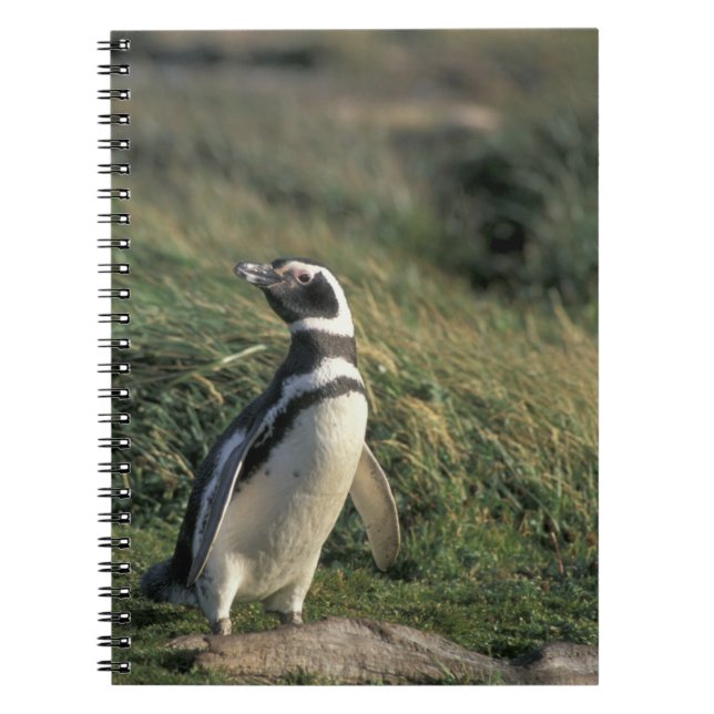 Magellanischer Penguin (Spheniscus magellanicus), Notizblock (Vorderseite)