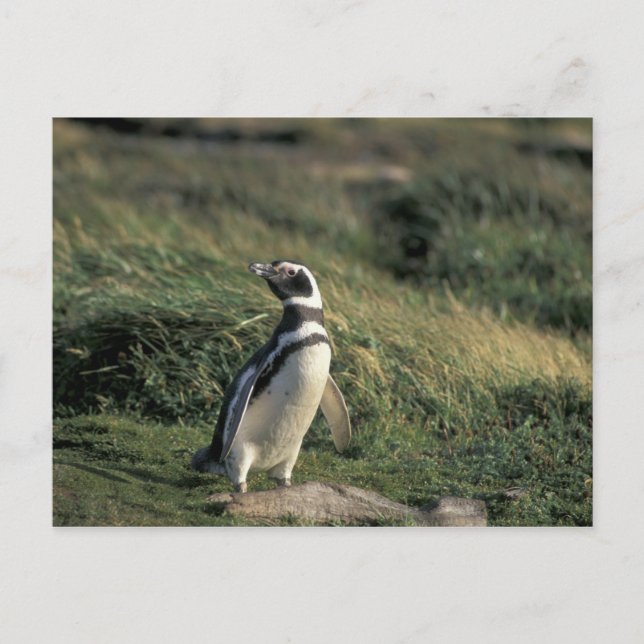 Magellanischer Penguin (Spheniscus magellanicus), Postkarte (Vorderseite)