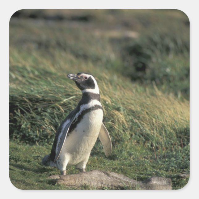 Magellanischer Penguin (Spheniscus magellanicus), Quadratischer Aufkleber (Vorderseite)