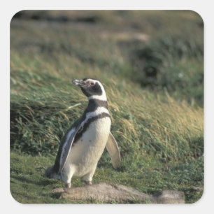 Magellanischer Penguin (Spheniscus magellanicus), Quadratischer Aufkleber