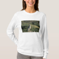 Magellanischer Penguin (Spheniscus magellanicus),