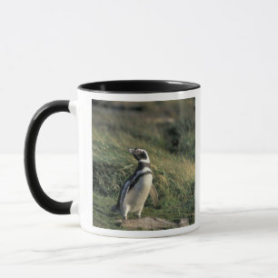 Magellanischer Penguin (Spheniscus magellanicus), Tasse