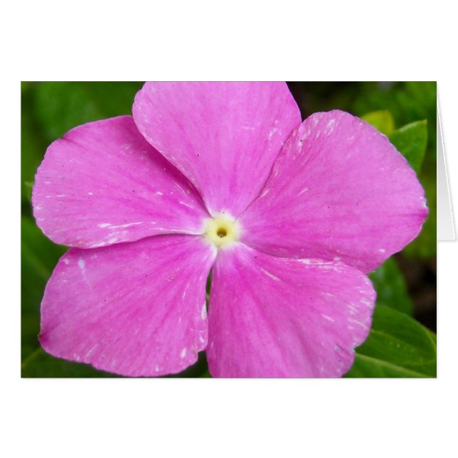 Magenta (Vorderseite (Horizontal))