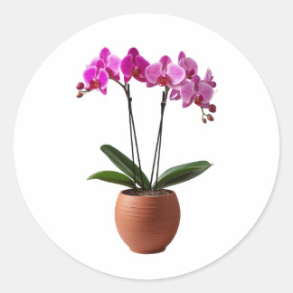 Magenta Blooming Orchid Flowers in a Pot  Runder Aufkleber