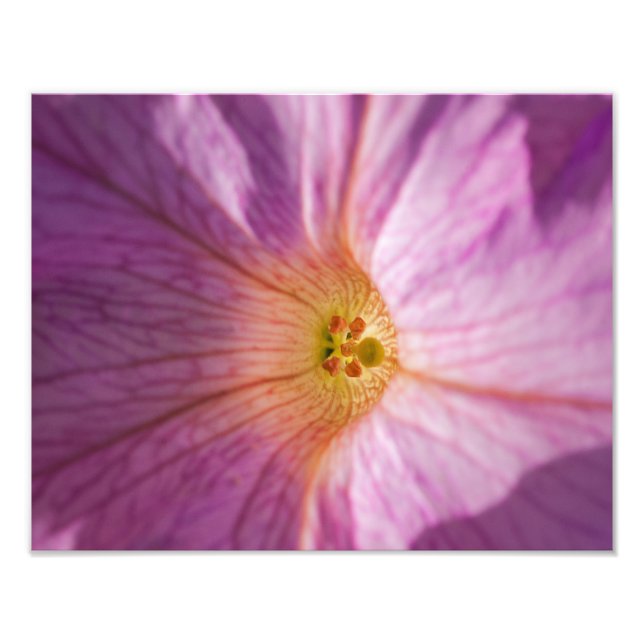 Magenta-Blume Fotodruck (Vorne)
