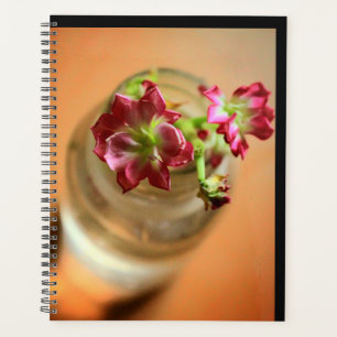 Magenta-Blume Planer