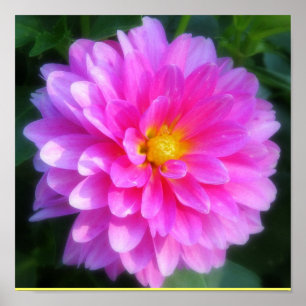 Magenta Blume Poster