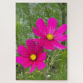 Magenta Cosmos, Quebec City