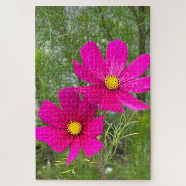 Magenta Cosmos, Quebec City (Vertikal)