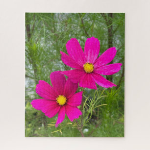 Magenta Cosmos, Quebec City