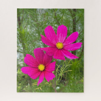 Magenta Cosmos, Quebec City