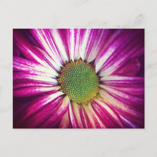 Magenta Daisy Postcard Postkarte (Vorderseite)