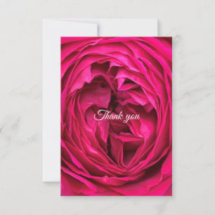 Magenta Englische Rose danke Karte