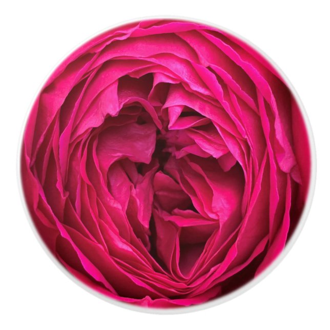 Magenta English Rose Keramikknauf (Vorderseite)