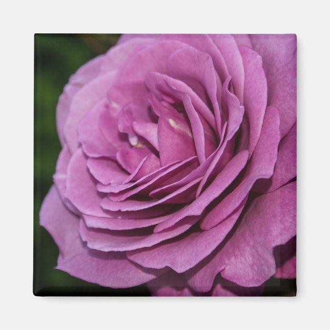 Magenta Garden Rose Magnet (Vorne)