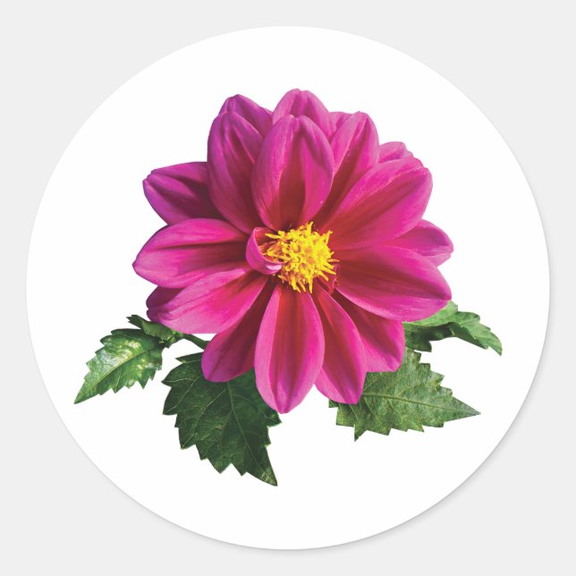Magenta Gerbera Daisy Runder Aufkleber (Vorderseite)