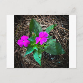 Magenta Impatiens-Blüten zwischen Kiefernnadeln Postkarte