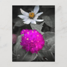 Magenta Kugel-Amarant selektive Farbe Blume Postkarte