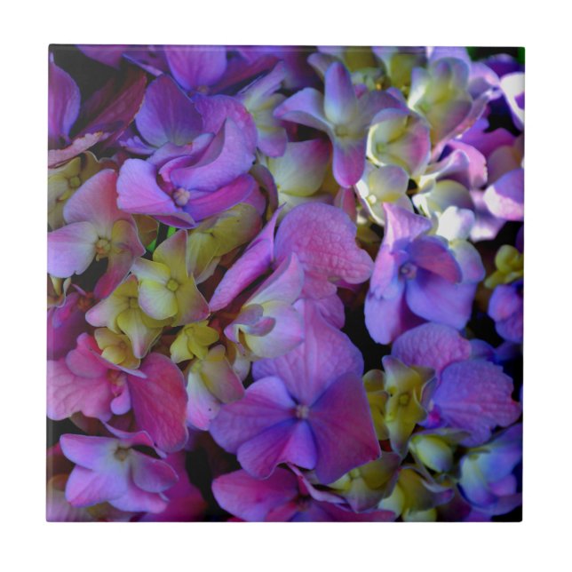 Magenta Lila-blaugelbe Hydrangeas-Blume Fliese (Vorderseite)