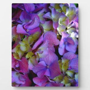 Magenta Lila-blaugelbe Hydrangeas-Blume Fotoplatte