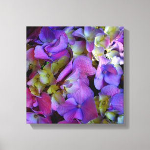 Magenta Lila-blaugelbe Hydrangeas-Blume Leinwanddruck