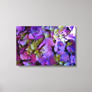 Magenta Lila-blaugelbe Hydrangeas-Blume Leinwanddruck