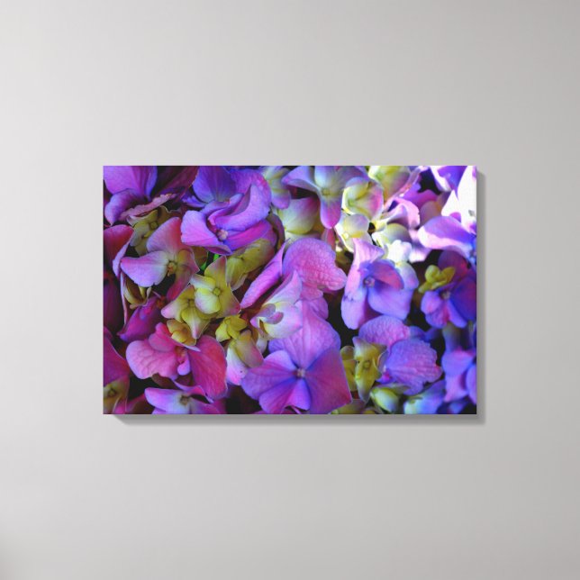 Magenta Lila-blaugelbe Hydrangeas-Blume Leinwanddruck (Vorderseite)