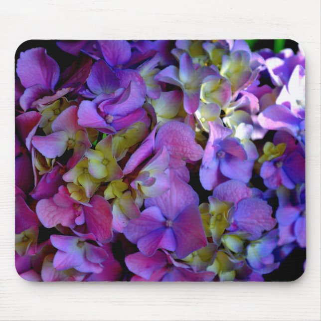 Magenta Lila-blaugelbe Hydrangeas-Blume Mousepad (Vorne)