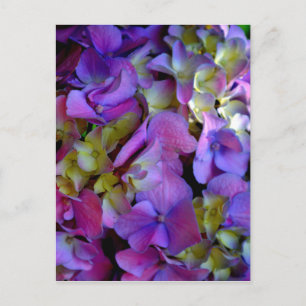 Magenta Lila-blaugelbe Hydrangeas-Blume Postkarte