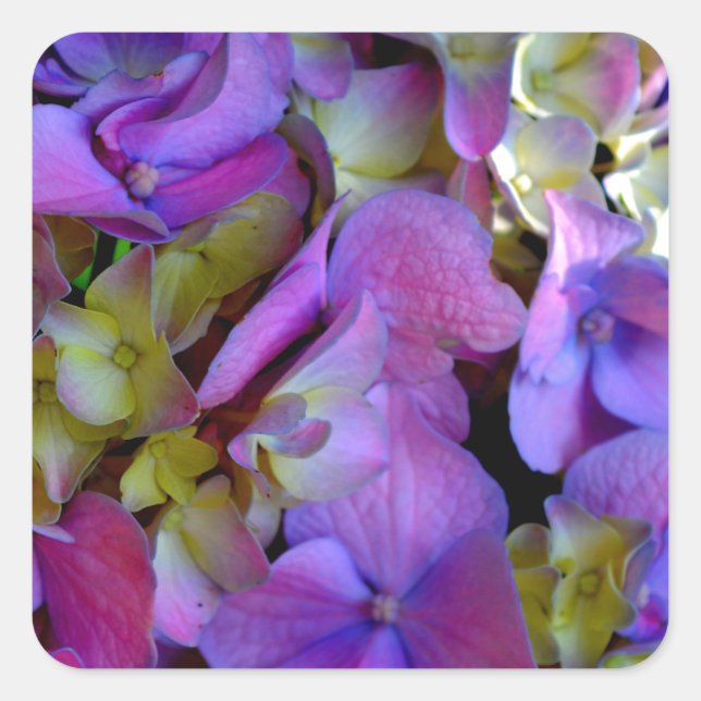 Magenta Lila-blaugelbe Hydrangeas-Blume Quadratischer Aufkleber (Vorderseite)