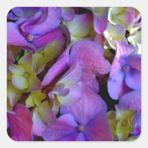 Magenta Lila-blaugelbe Hydrangeas-Blume Quadratischer Aufkleber