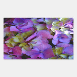 Magenta Lila-blaugelbe Hydrangeas-Blume Rechteckiger Aufkleber