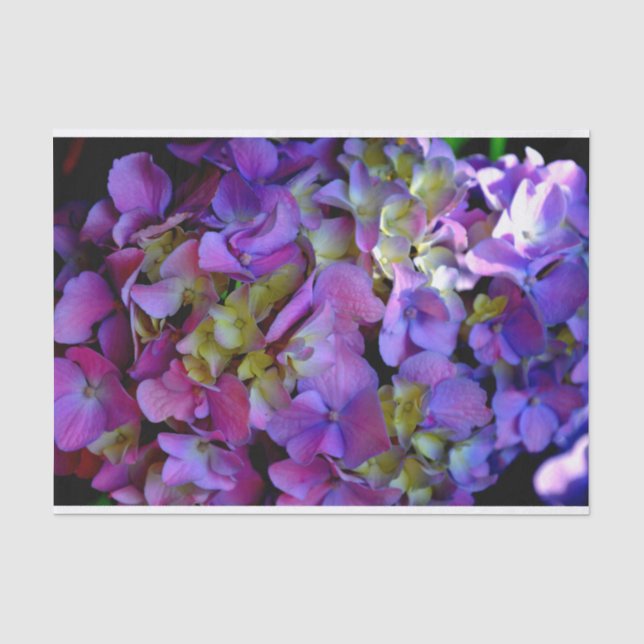 Magenta Lila-blaugelbe Hydrangeas-Blume Seidenpapier (Vorderseite)