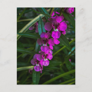 Magenta-lila Blüten zwischen grünen Blättern Postkarte