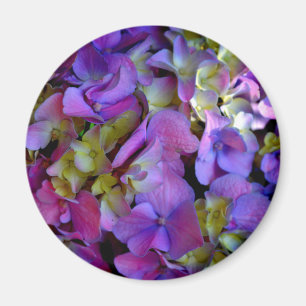 Magenta-lila Hortensien Lila blau gelb  Magnet