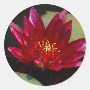 Magenta Lotus Wasserlilie Runder Aufkleber