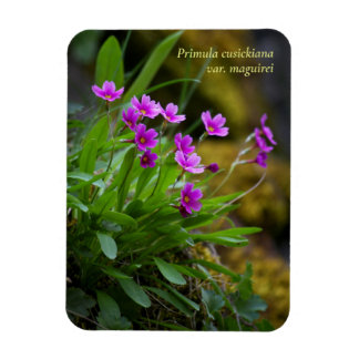 Magenta Maguire Primrose Wildblume © Sandy Long Magnet