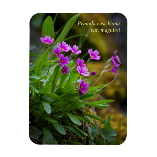 Magenta Maguire Primrose Wildblume © Sandy Long Magnet (Vertikal)