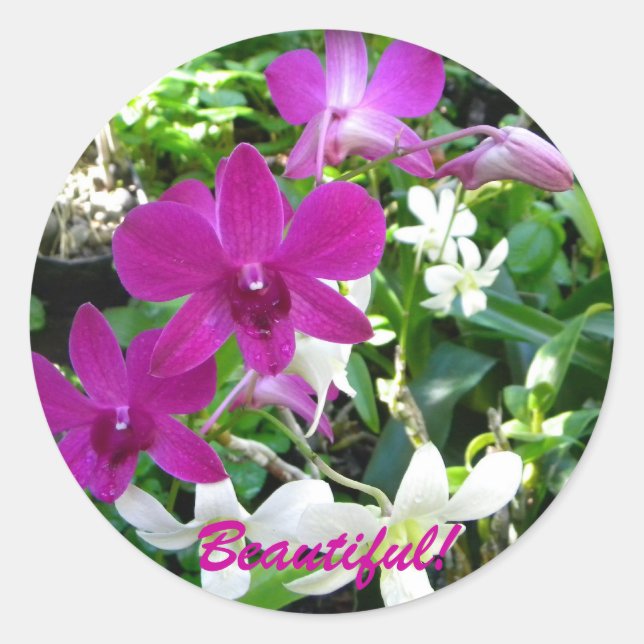 Magenta Orchids Runder Aufkleber (Vorderseite)